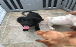 Sprocker dogs for sale: Sprocker pups  - Image 18