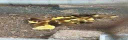 Ducks poultry for sale: Breeding pair of muscovies they are 2 years old  - Advert 3