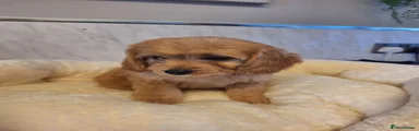 Cavapoo 5