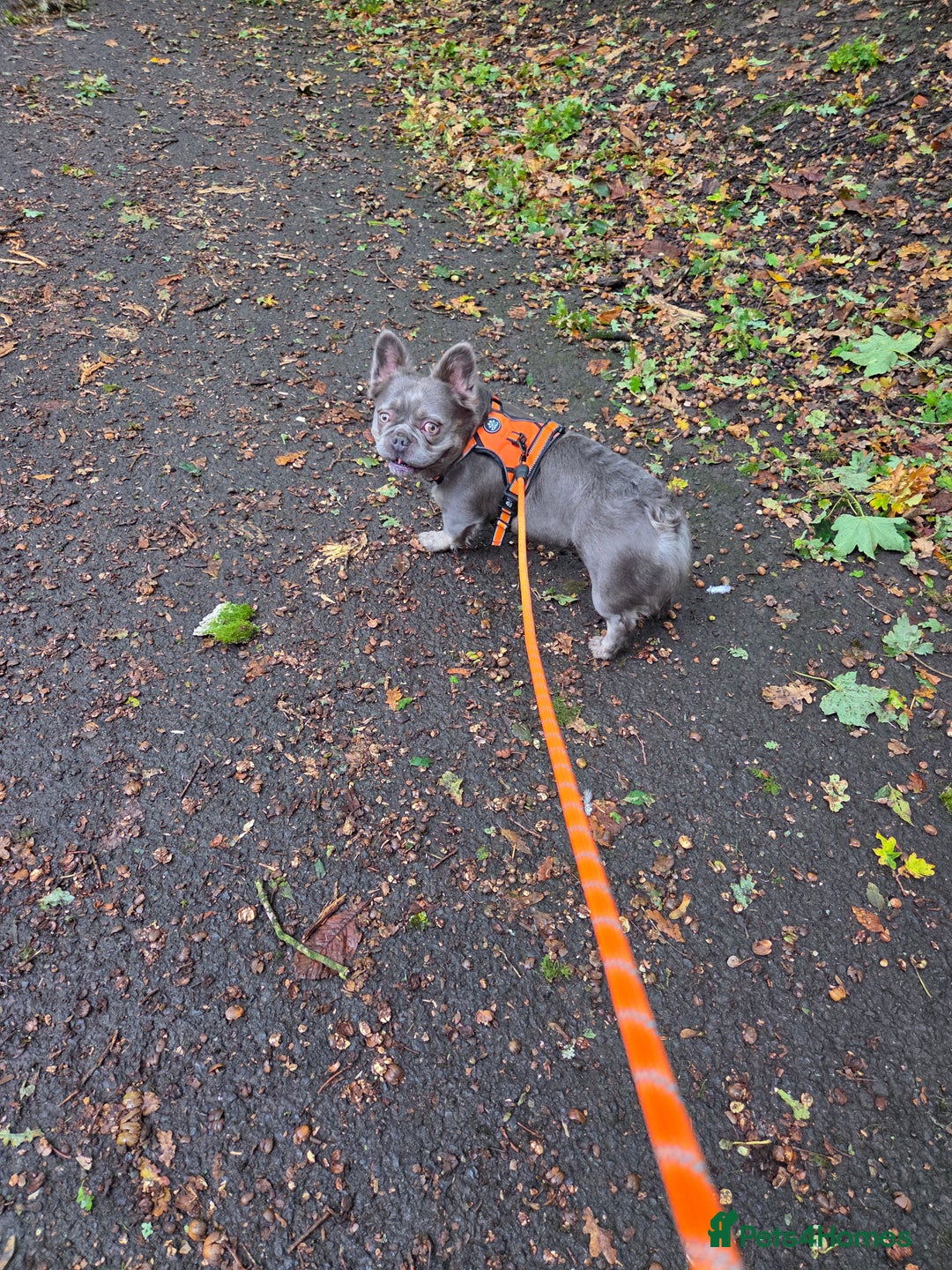 French Bulldog dogs for sale: Fluffy frenchy for rehoming - Image 6