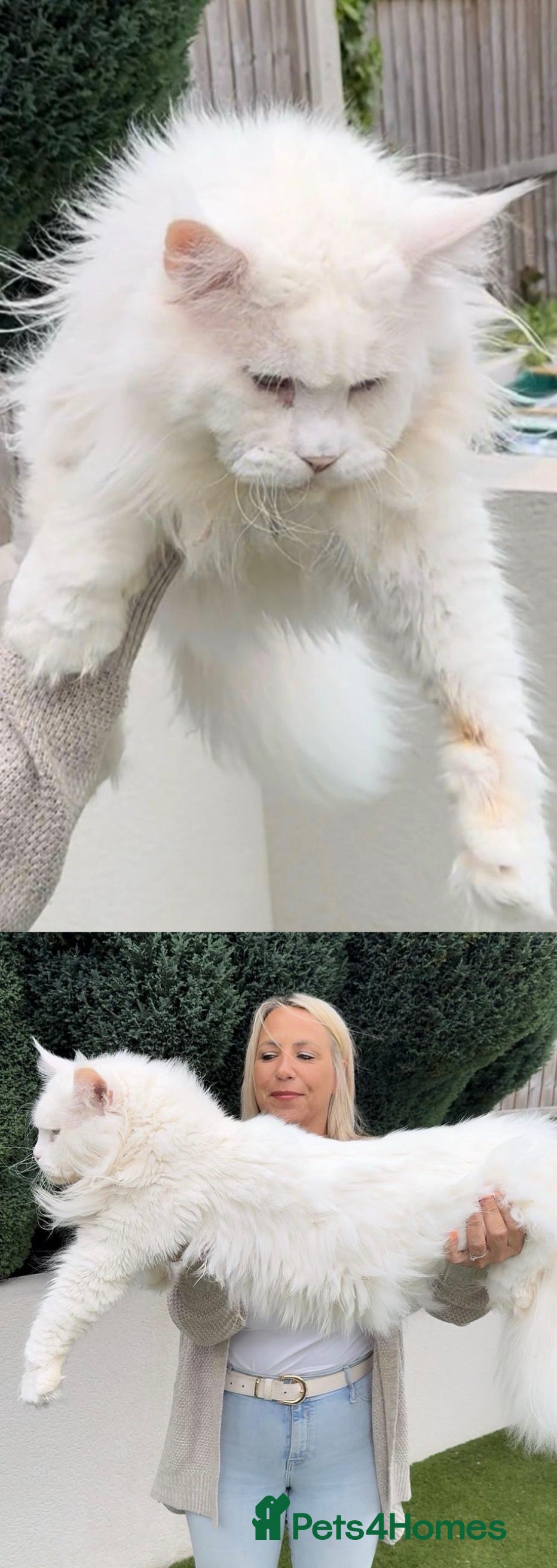 Maine Coon cats Outstanding pedigree kittens - Advert 14