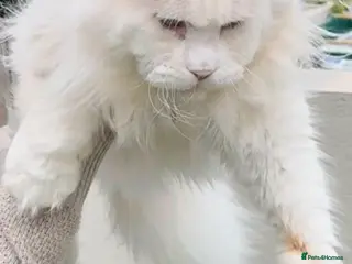 Maine Coon cats Outstanding pedigree kittens - Advert 14