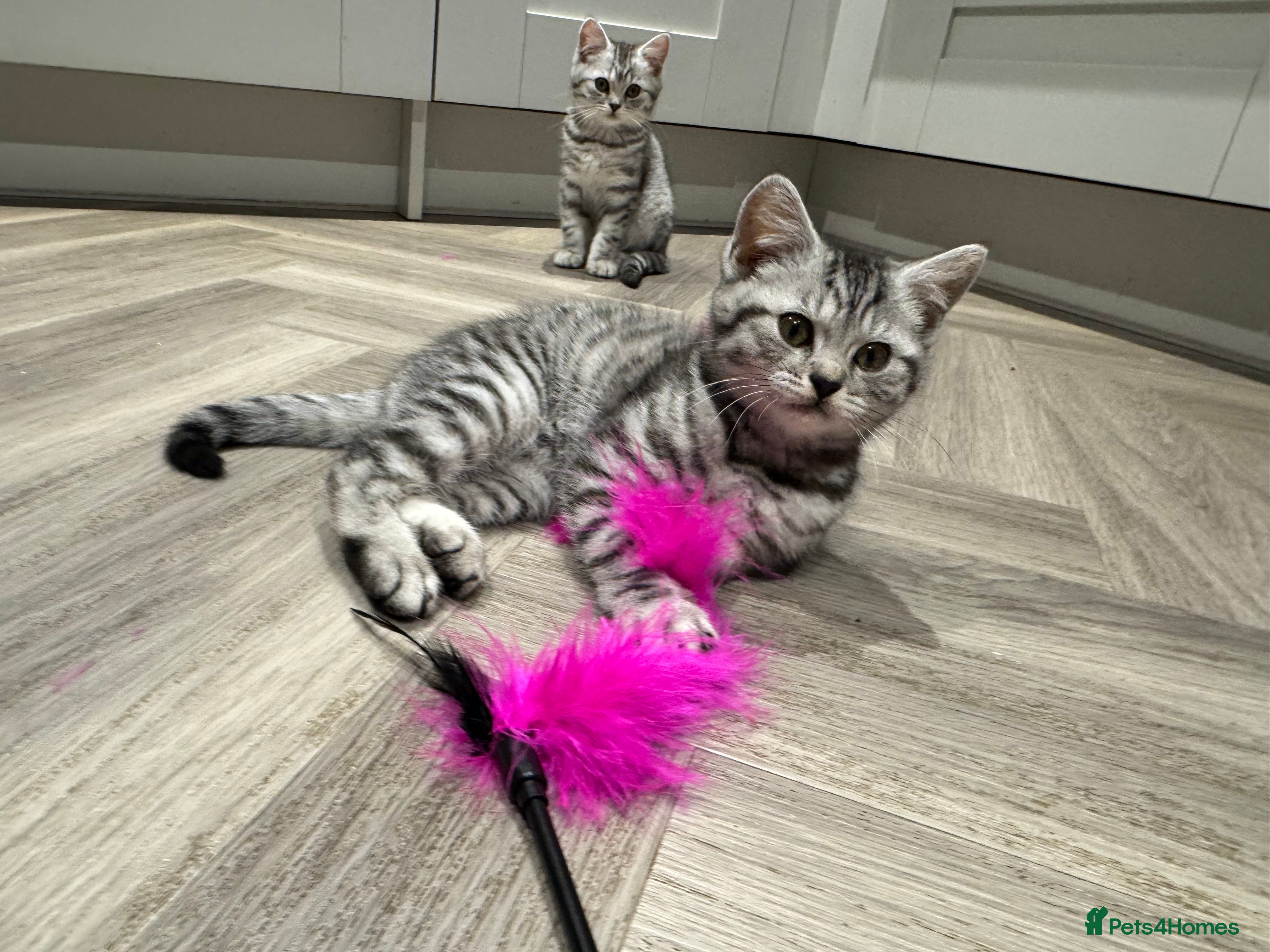 British Shorthair cats LAST 💙 READY TO GO! GCCF SILVER SPOTTED BSH KITTY - Advert 13