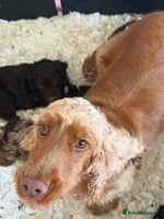 Cockapoo dogs - Advert 5