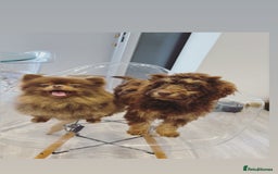 Cockapoo dogs for sale: Quality health tested miniature cockapoo girl! - Image 16