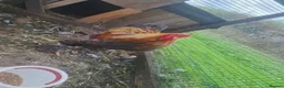 Chickens poultry for sale: LF Bahamas Rooster  - Advert 2