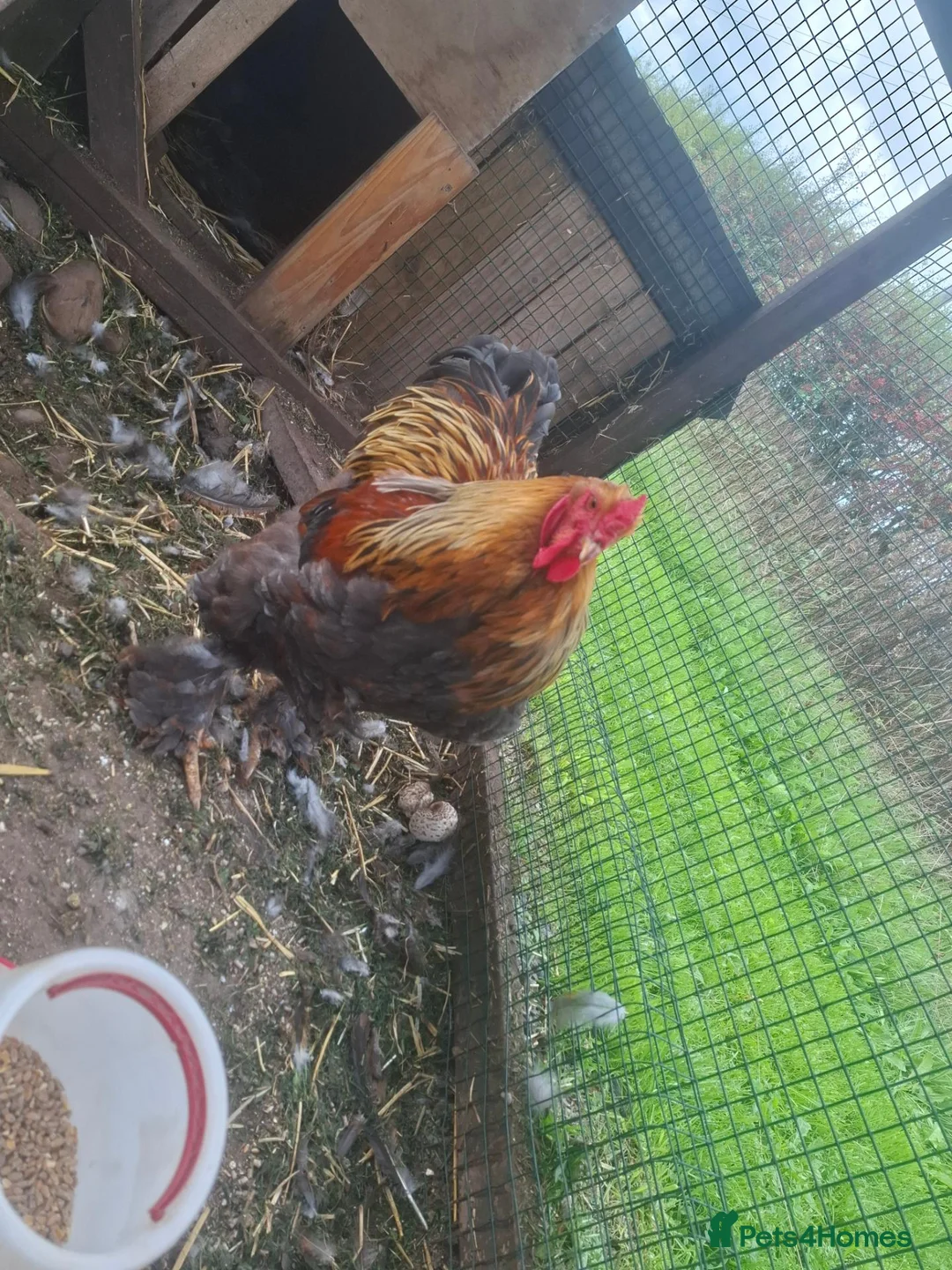 Chickens poultry for sale: LF Bahamas Rooster  - Advert 2