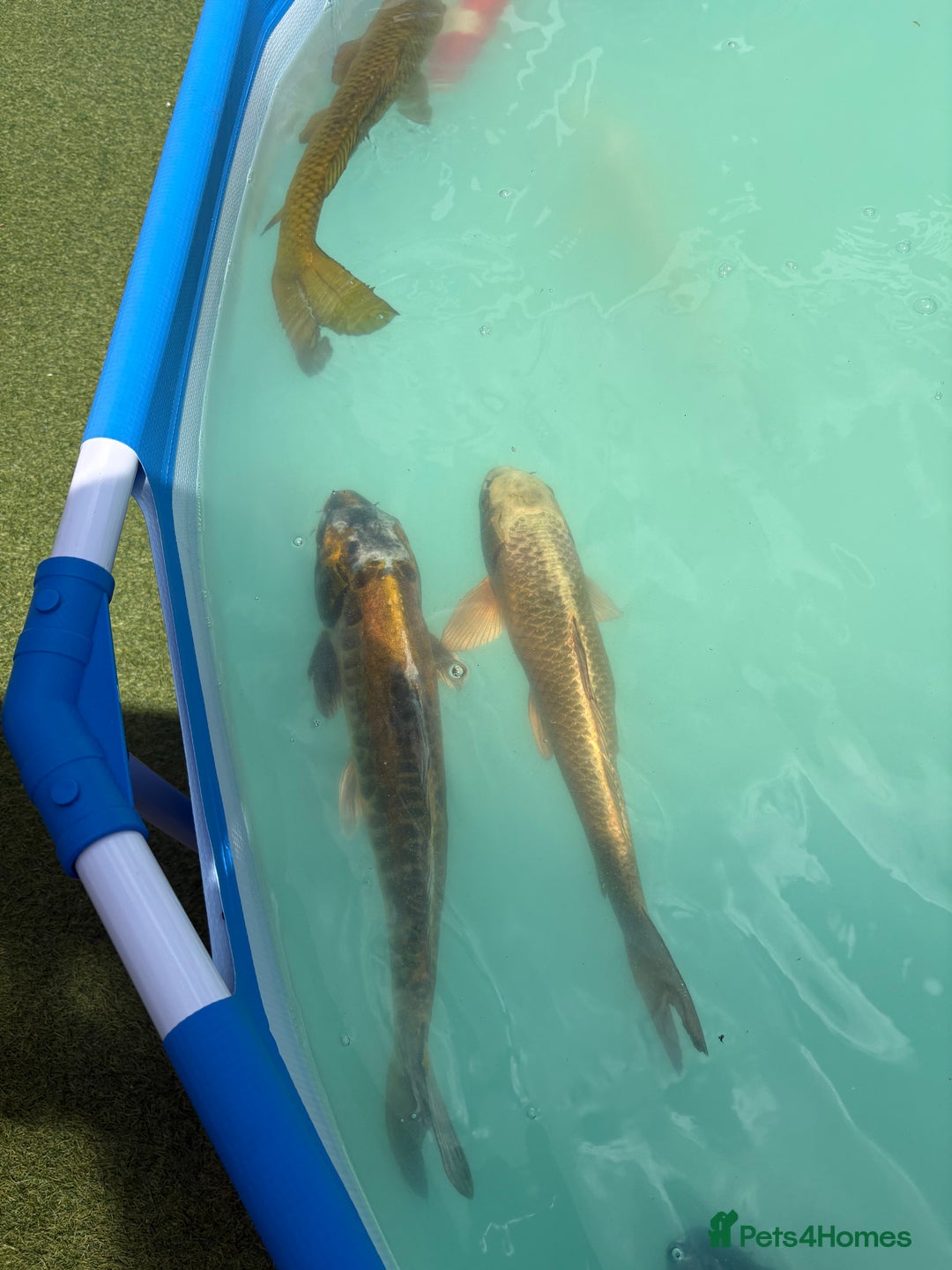 Koi Carp fish for sale: Japanese koi carp - Image 9