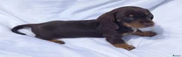 Miniature Dachshund dogs for sale: Kc reg mini dachshund last stunning little girl . - Advert 16