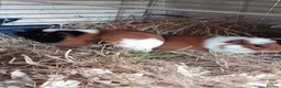 Guinea Pig rodents for sale: Baby Guinea pigs for sale  in Umberleigh - Advert 3