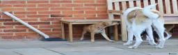 Mixed Breed dogs for adoption: Trudy - Advert 32