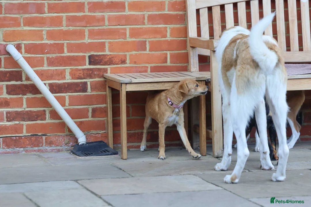 Mixed Breed dogs for adoption: Trudy - Advert 32