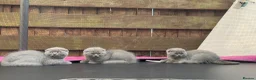 Scottish Fold cats for sale: 🐾 Beautiful Scottish Fold Kittens Available Soon  - Advert 6