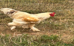 Chickens poultry for sale: Trio Lemon Pyle Brahmas  - Image 4