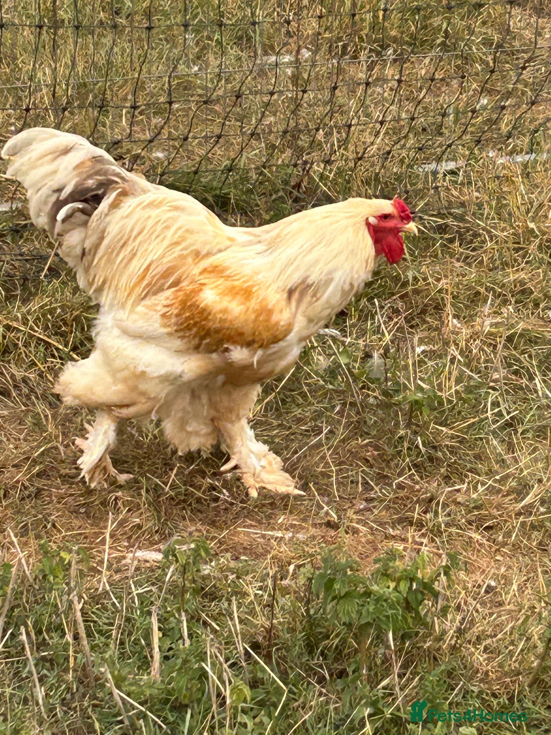 Chickens poultry for sale: Trio Lemon Pyle Brahmas  - Image 4