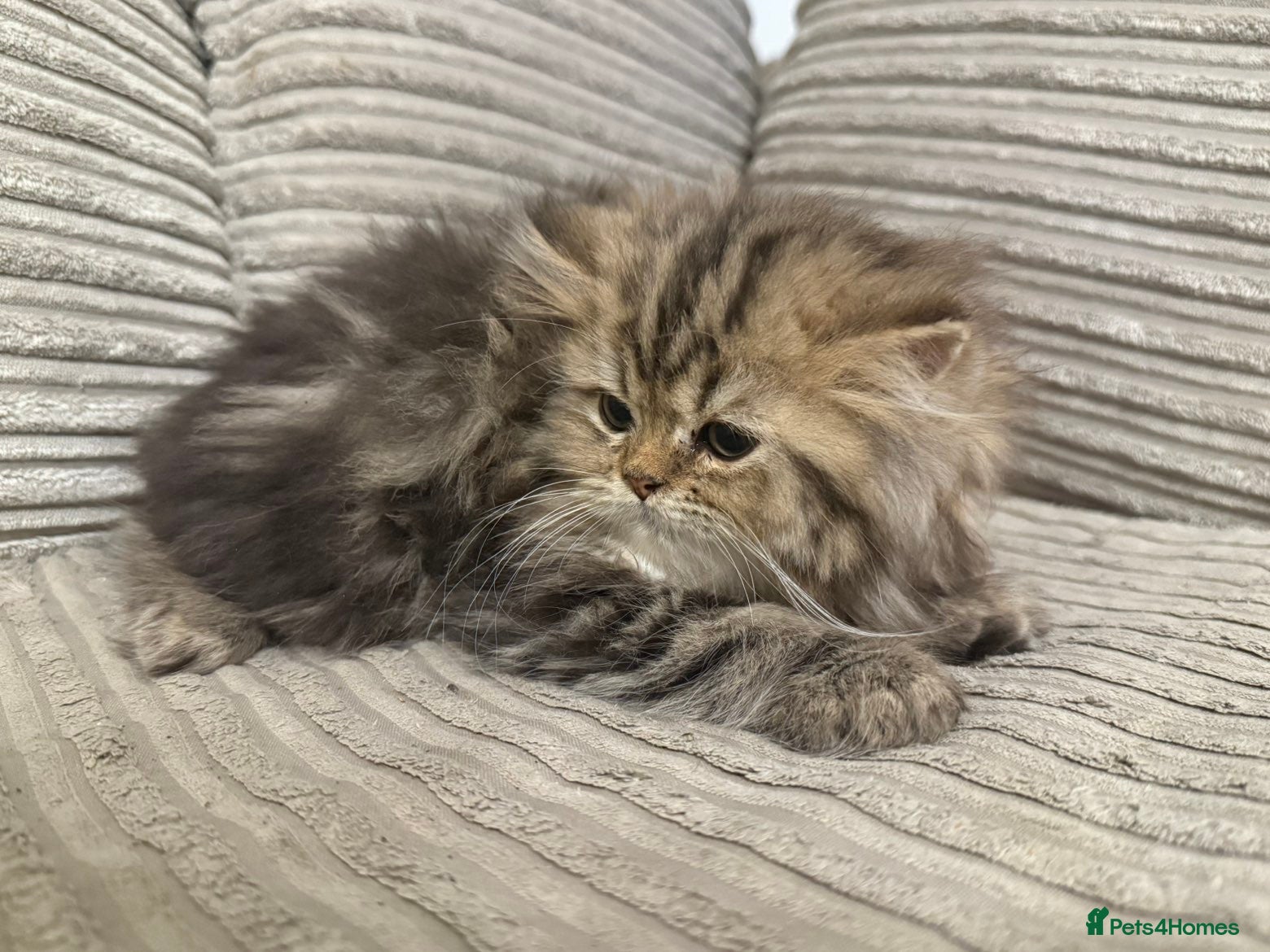 Persian cats One boy left - Advert 7