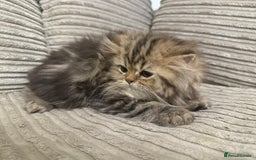 Persian cats for sale: Persian Babies ready to go - Advert 11