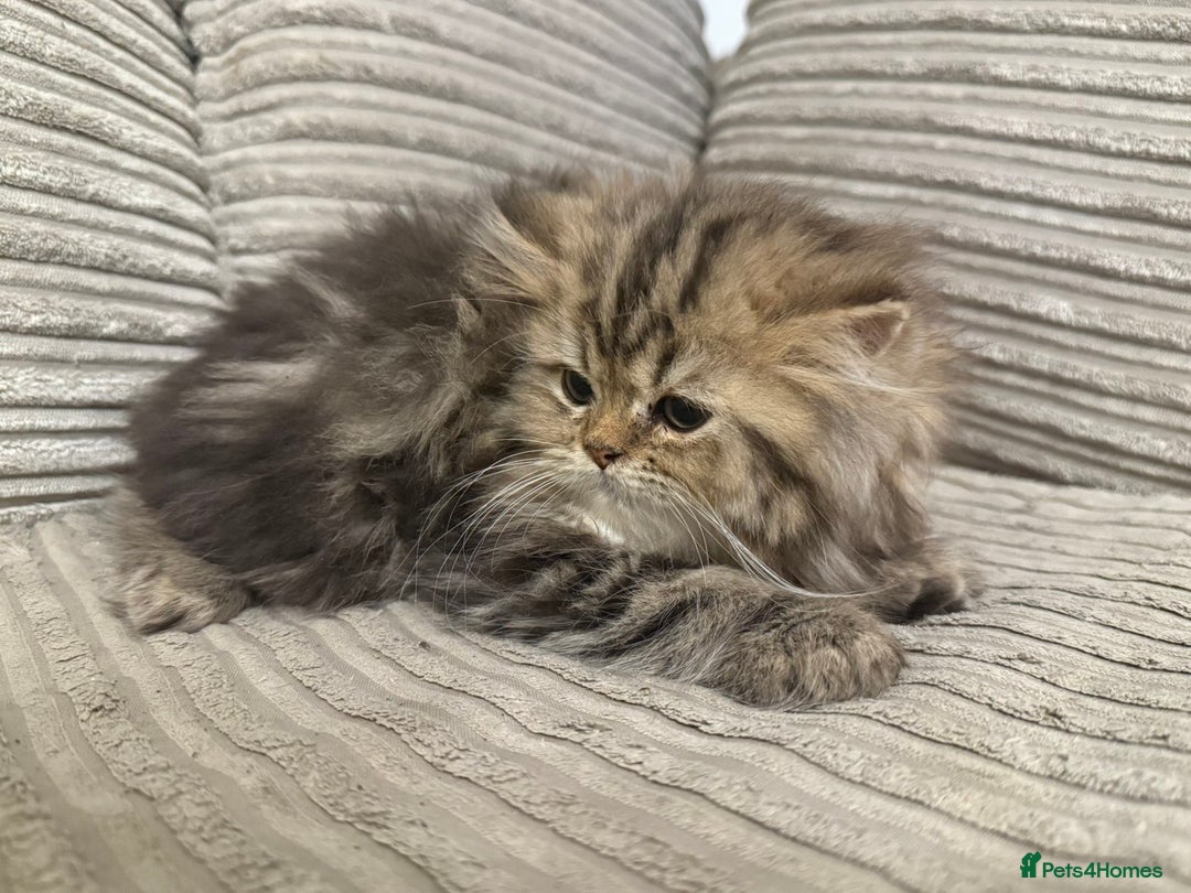 Persian cats for sale: Persian Babies ready to go - Advert 11