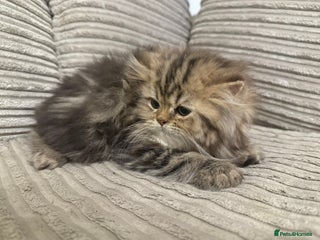 Persian cats One boy left - Advert 1