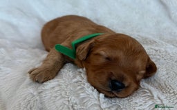 Cavapoo dogs for sale: Beautiful Red F1b Cavapoo Puppies - Image 10
