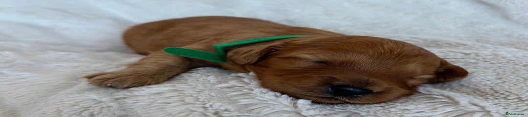 Green collar boy