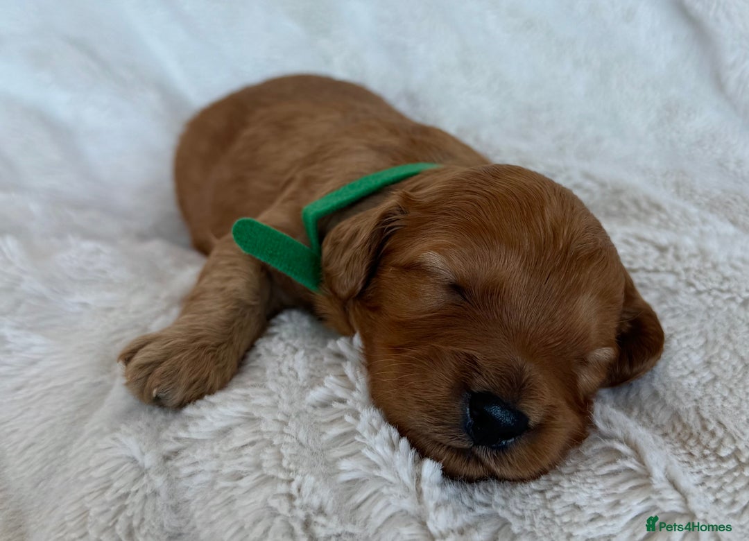 Cavapoo dogs for sale: Beautiful Red F1b Cavapoo Puppies - Image 10