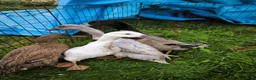 Ducks poultry for sale: Indian Runner X Khaki Campbell  - Advert 5
