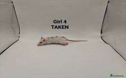 Rat rodents for sale: OCT: 32 Rats (7 Rats: 4 Boys, 3 Girls Left) - Advert 15