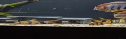 Cichlids fish for sale: South American cichlid's  in Sheffield - Advert 6