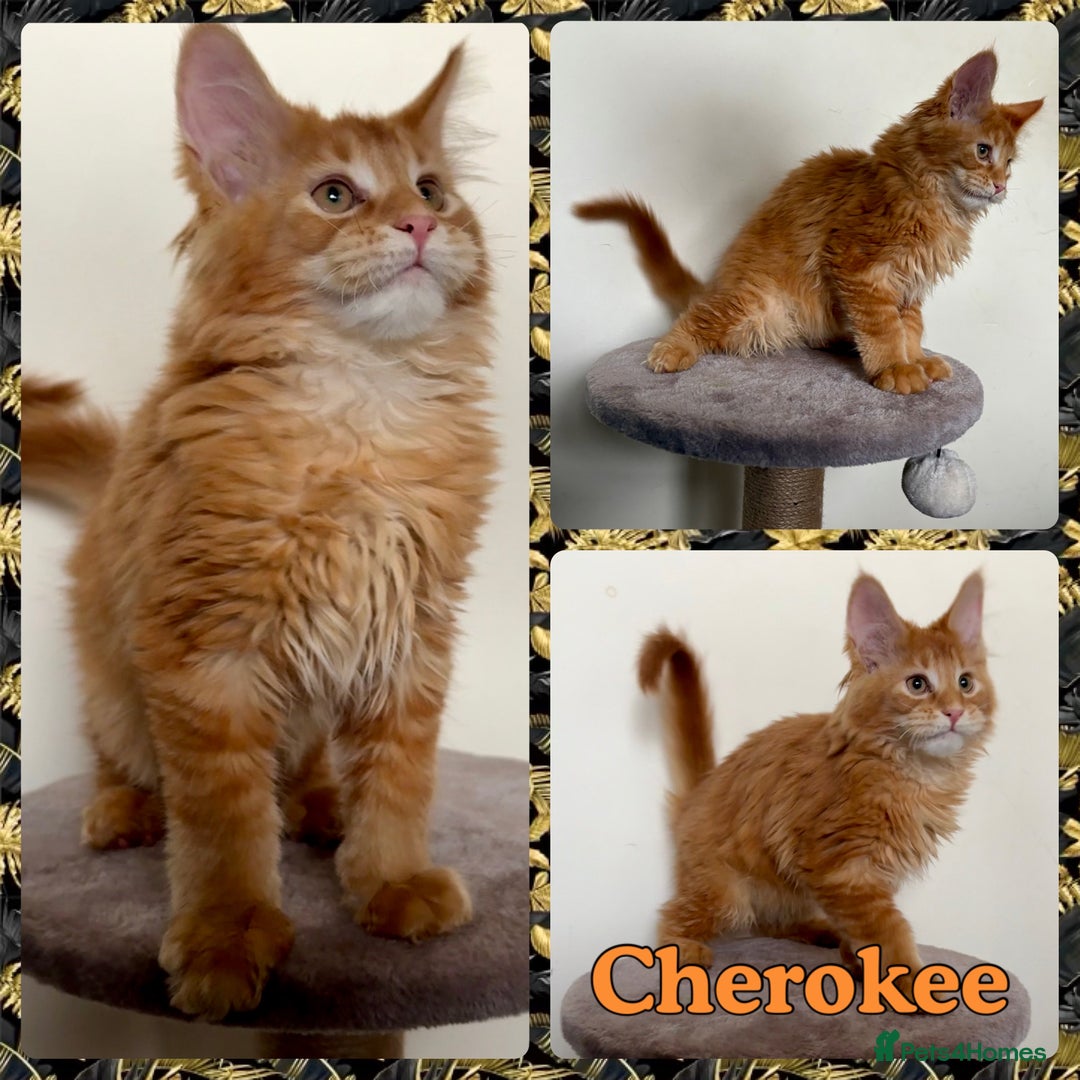 Maine Coon cats for sale: TICA Large Polydactyl Maine Coon Kittens - Image 5
