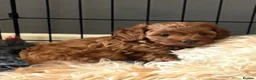 Cockapoo dogs for sale: F1b fox red cockerpoo - Advert 1