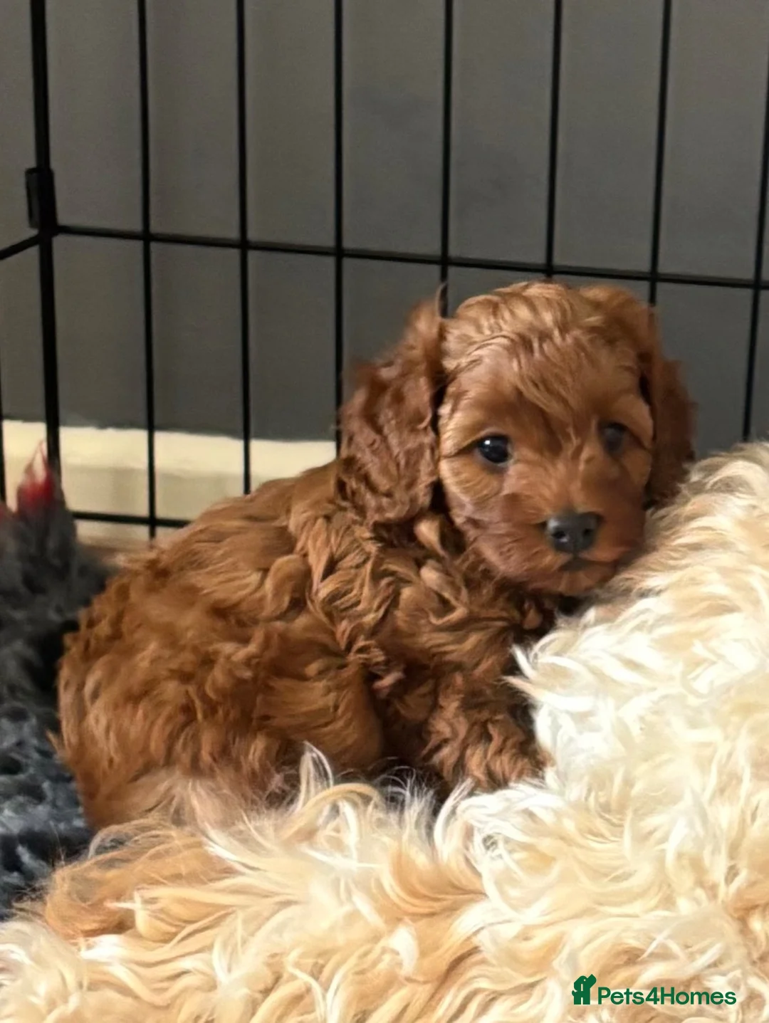 Cockapoo dogs for sale: F1b fox red cockerpoo - Advert 1