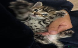 Bengal cats for sale: Half Bengal kittens   - Image 1
