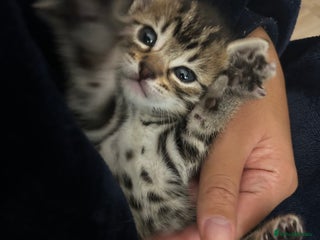 Bengal cats - Advert 28