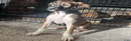 Saluki dogs for sale: Saluki bitch pup  - Advert 4