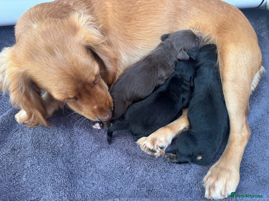 Cocker Spaniel dogs for sale: Stunning KC cocker pups from health tested parents in Chippenham - Advert 1