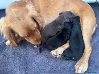 Cocker Spaniel dogs Stunning KC cocker pups from health tested parents - Advert 1