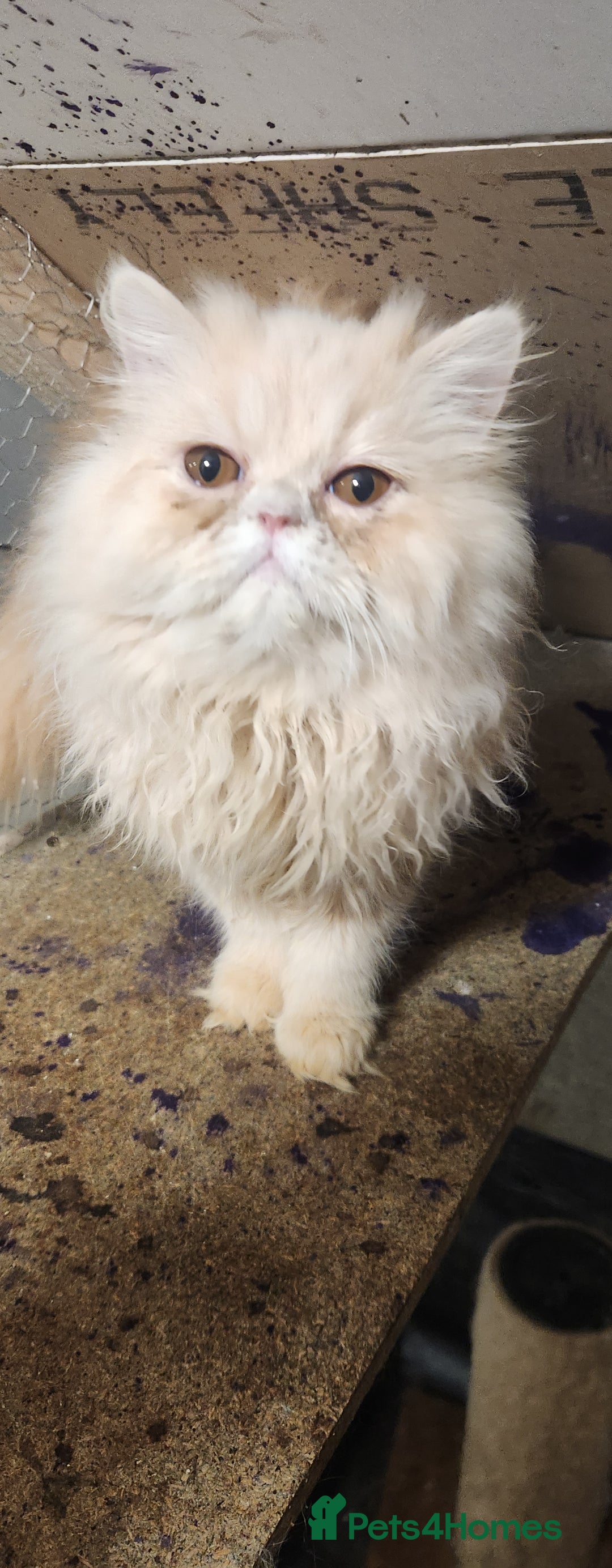 Persian cats for sale: Pure Persian kitten, champion bloodline  - Image 2