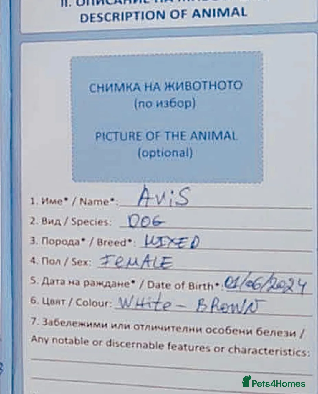 Mixed Breed dogs for adoption: Avis- 20 months - Available Devon area 🇬🇧🇬🇧 - Advert 25