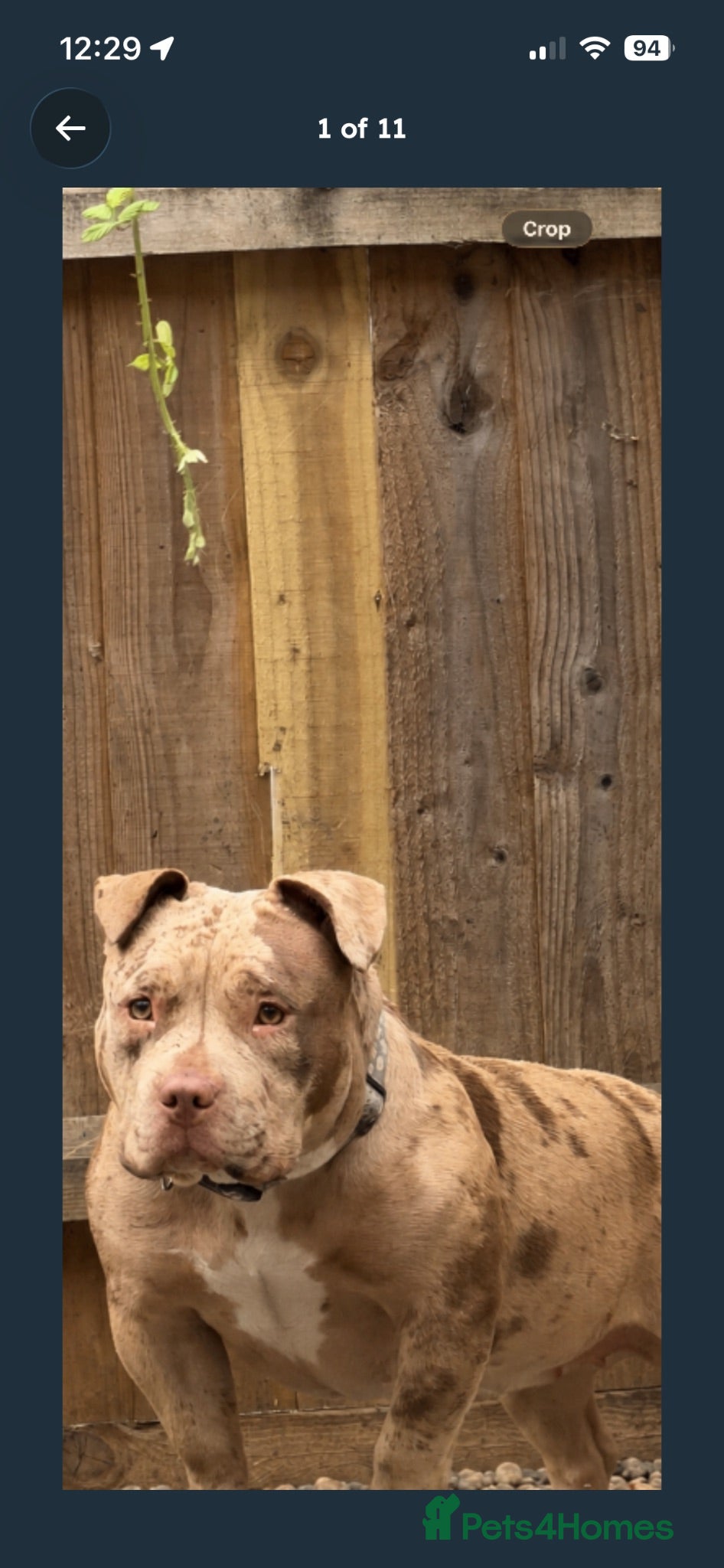 American Bully dogs American pocket bully  - Advert 5