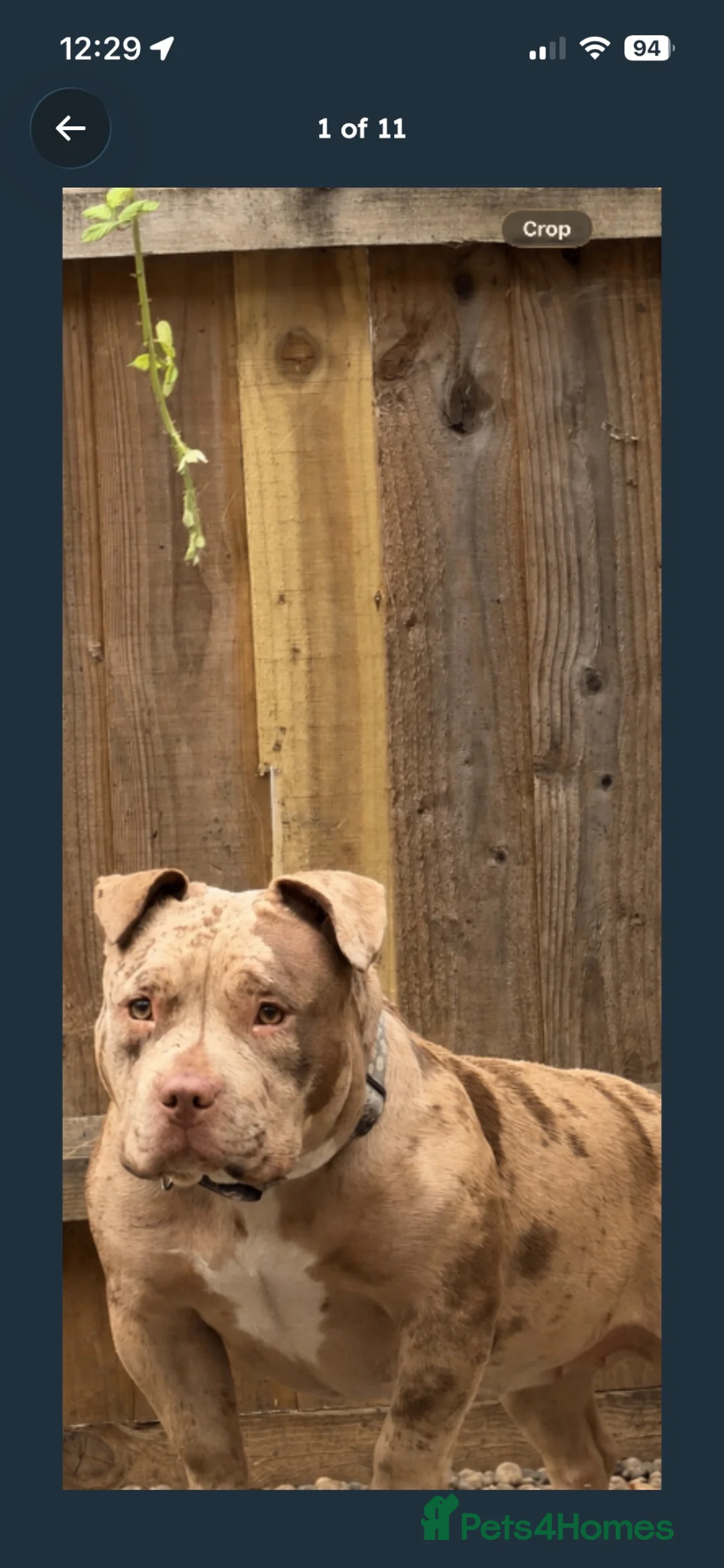 American Bully dogs for sale: American pocket bully  - Advert 1