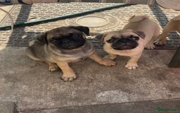 Pug dogs for sale: 3 gorgeous pugs  - Image 1