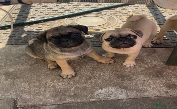 Pug dogs - Advert 1