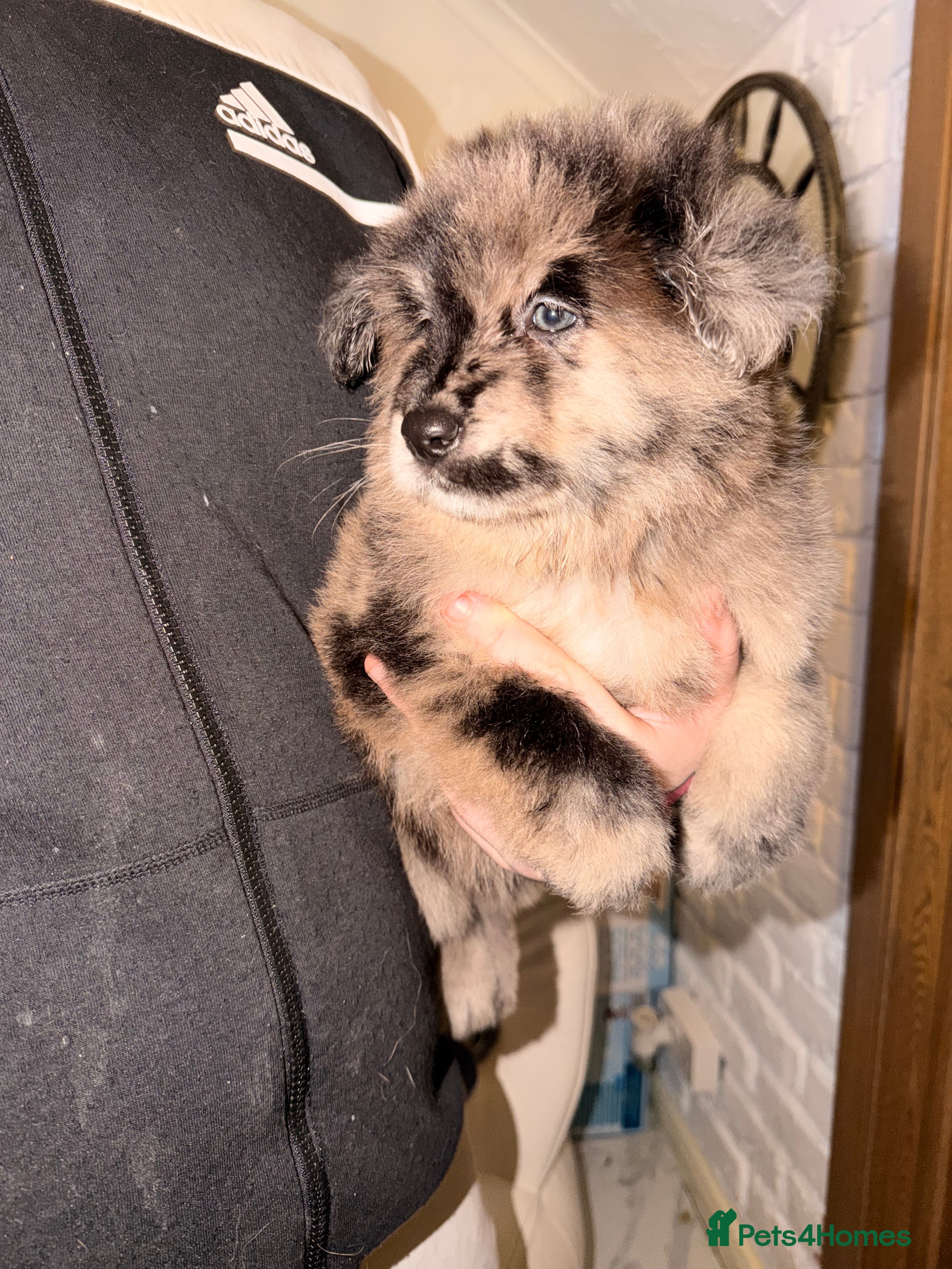 Mixed Breed dogs 🧸CHOW SHEPHERDS🧸 little bears ready now! - Advert 8