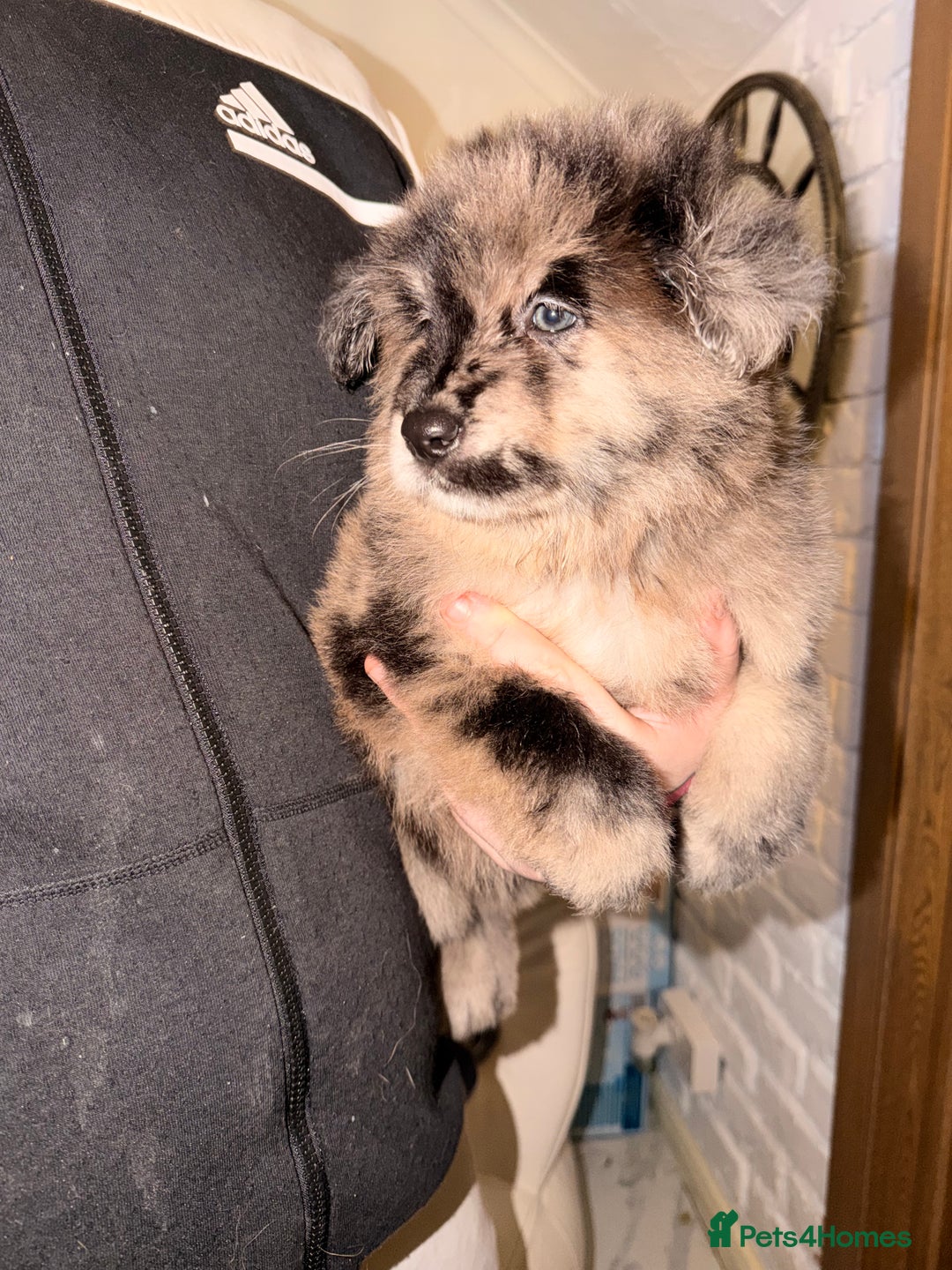 Mixed Breed dogs for sale: 🧸CHOW SHEPHERDS🧸 little bears ready now! - Advert 9