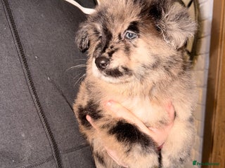 Mixed Breed dogs 🧸CHOW SHEPHERDS🧸 little bears ready now! - Advert 16