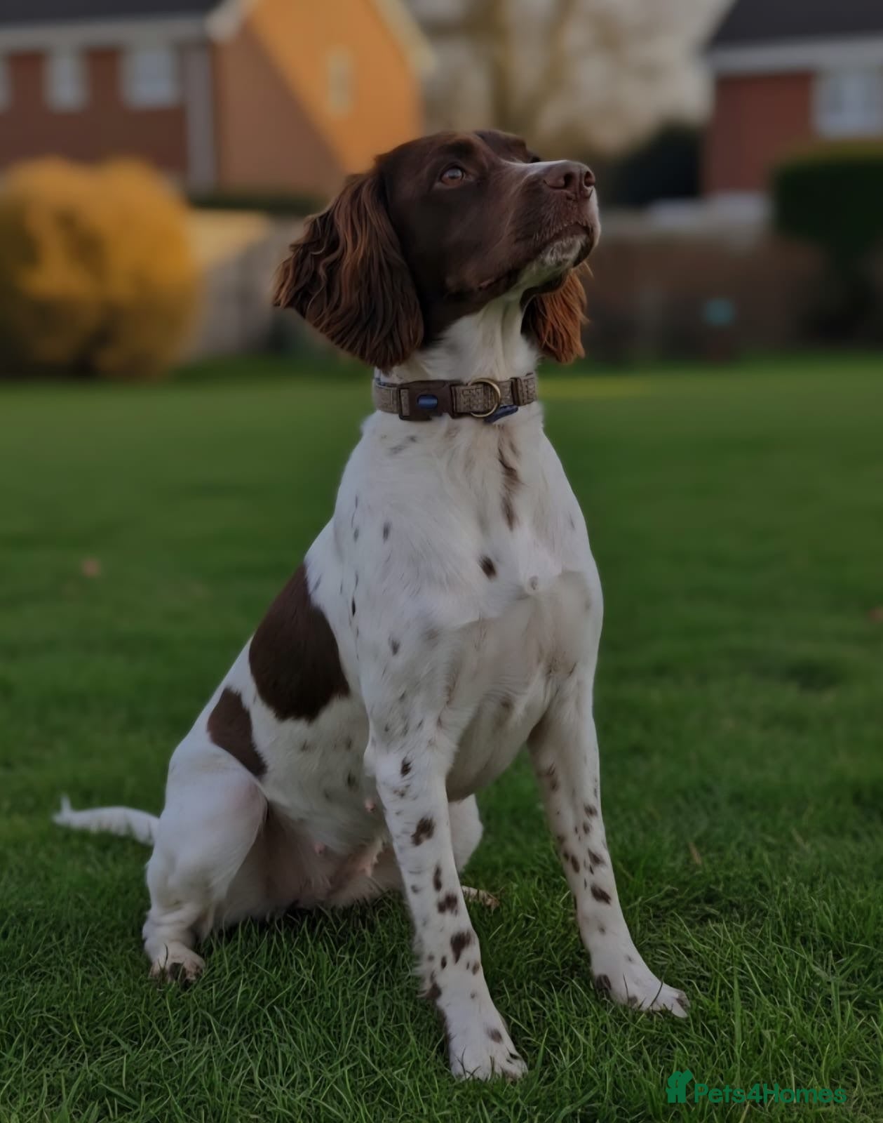 English Springer Spaniel dogs Kc springer spaniel puppies due soon - Advert 1