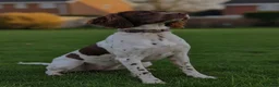English Springer Spaniel dogs for sale: Kc springer spaniel puppies due soon - Advert 1