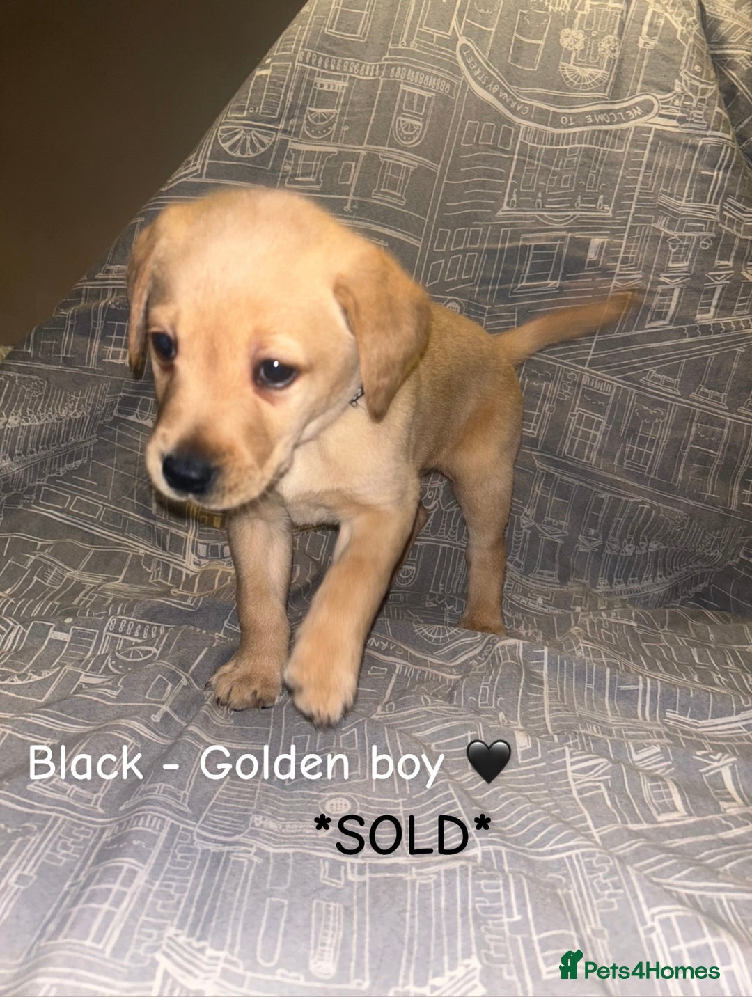 Labrador Retriever dogs for sale: 8 Labrador puppies for sale 🤍 - Advert 27