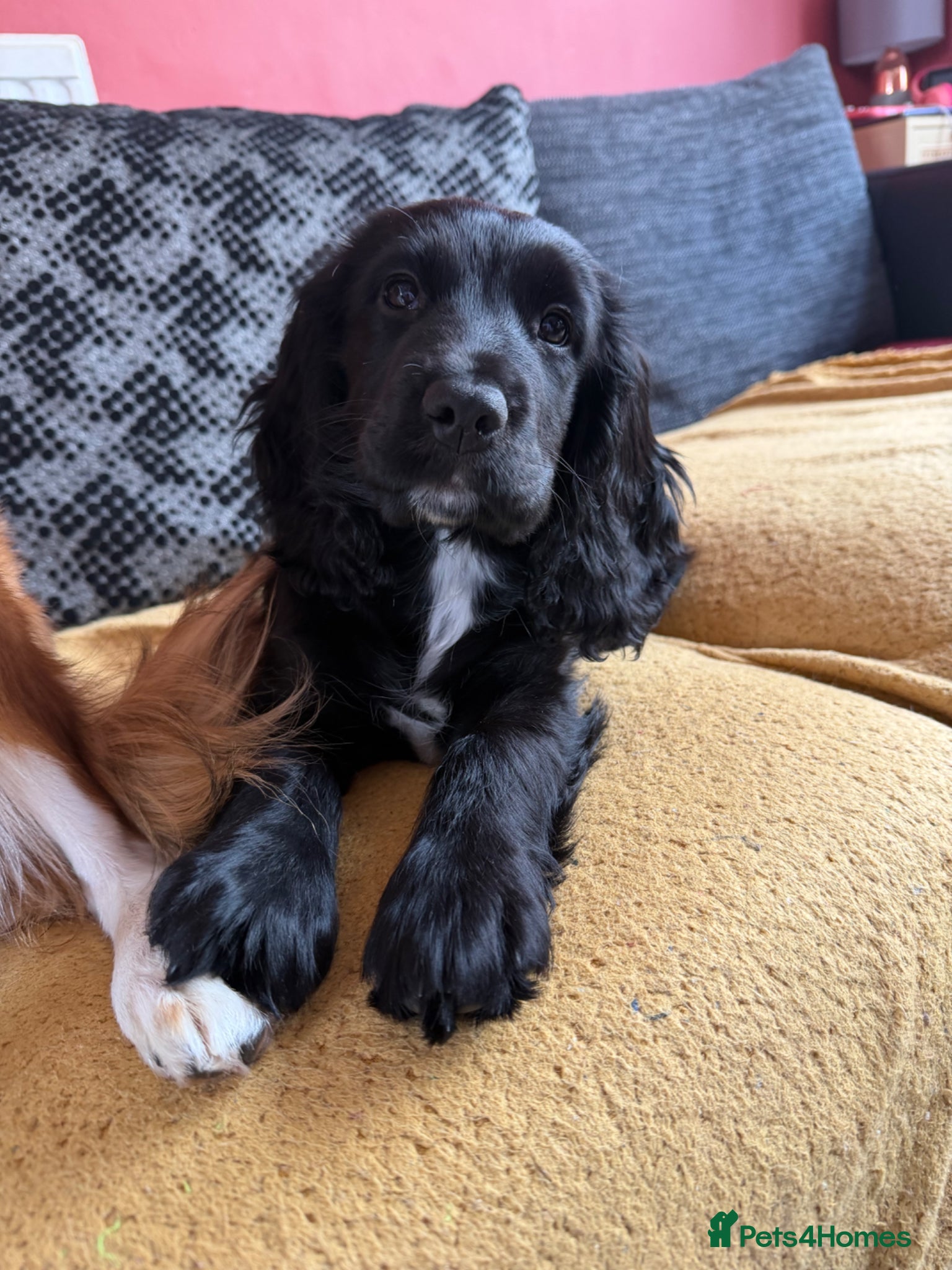 Cocker Spaniel dogs Nala- working cocker spaniel  - Advert 1